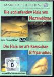 Schlafenden Haie Von Mozambique 