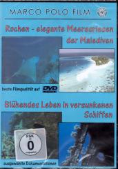 Rochen-Elegante Meeresriesen Der Malediven 